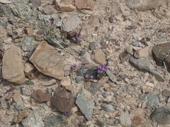 Phacelia crenulata crenulata