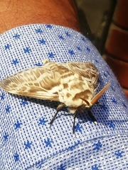 Lepidoptera