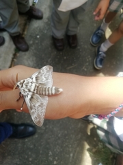 Lepidoptera