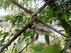 Lepidoptera