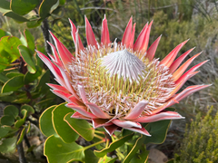 Königs-Protea (Protea cynaroides): Herkunft und Verwendung — Foto 2