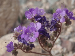 Phacelia crenulata crenulata
