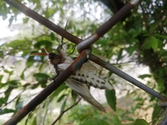 Lepidoptera