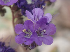 Phacelia crenulata crenulata