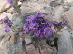Phacelia crenulata crenulata
