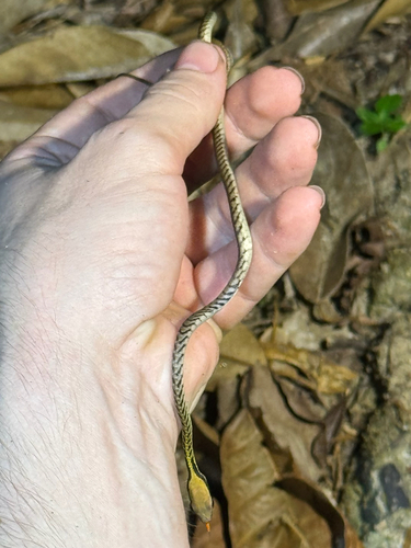 Dendrelaphis striatus, 2026-03-19