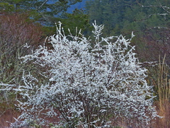 Spiraea prunifolia pseudoprunifolia