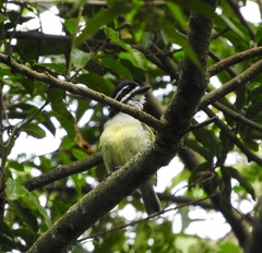 Pogoniulus bilineatus