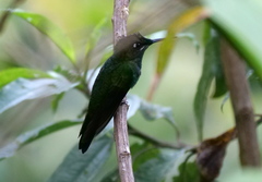 Heliodoxa leadbeateri