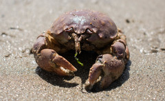 Pseudocorystes sicarius