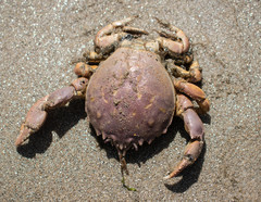 Pseudocorystes sicarius