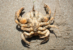 Pseudocorystes sicarius