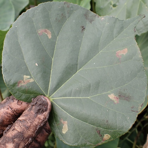 Philodoria hauicola observed 2026-03-28