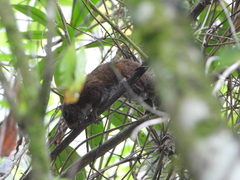 Sciurus pucheranii