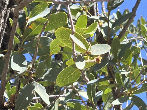 Mexican blue oak (Quercus oblongifolia)