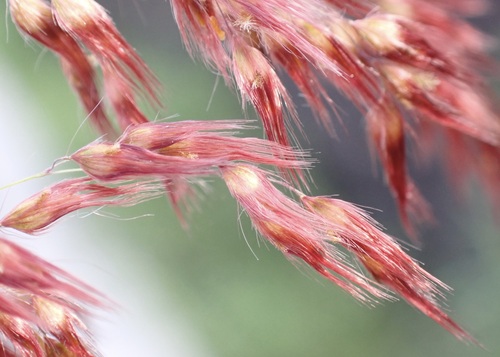 Natal Grass (Melinis repens)