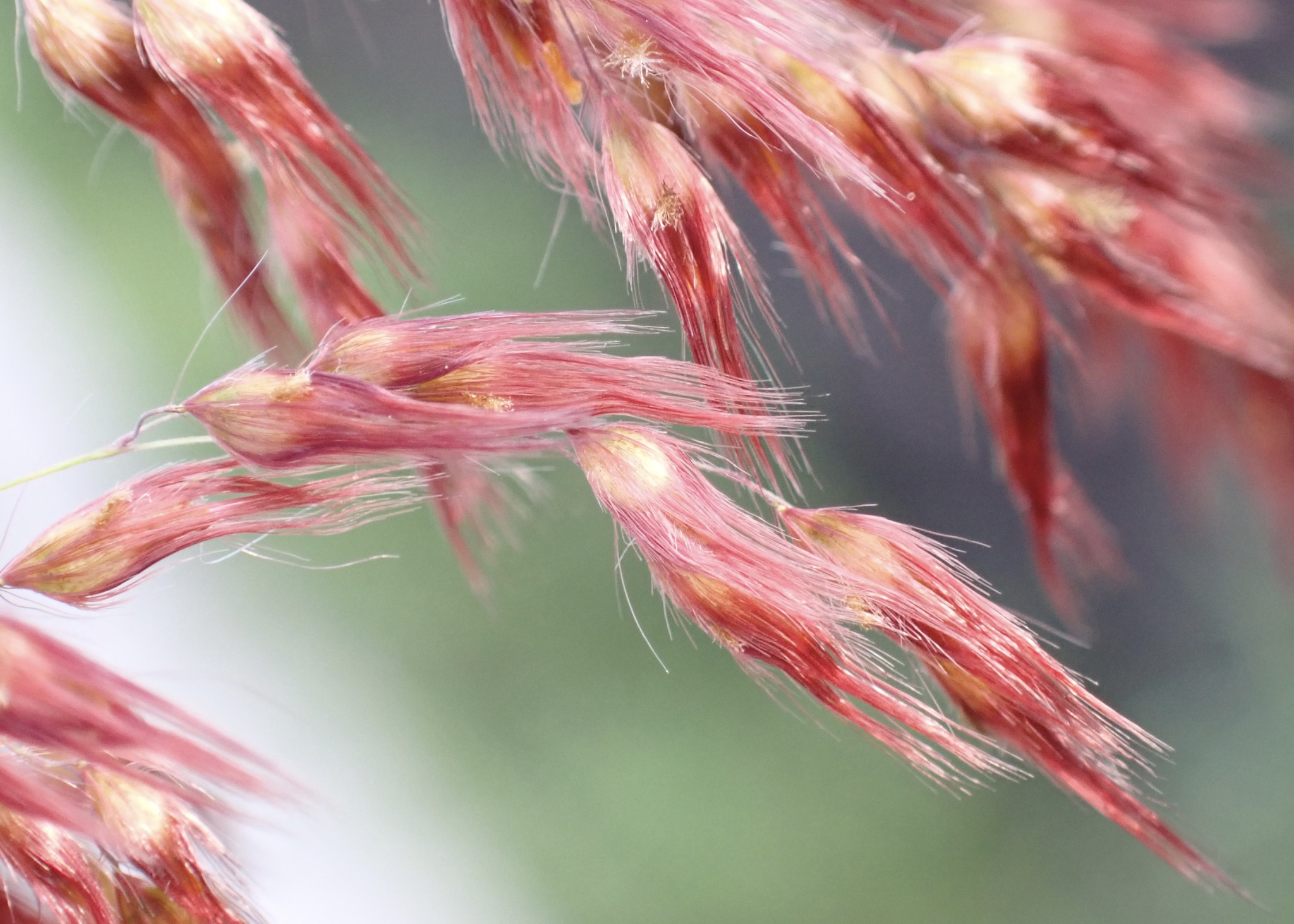 Natal Grass (Melinis repens)