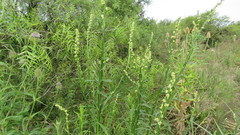 Baccharis phyteumoides