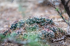 Coryphantha nickelsiae
