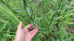 Baccharis phyteumoides