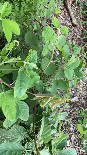 Crotalaria pallida, 2026-03-18