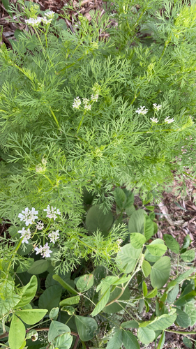 Coriandrum sativum observed 2026-03-18