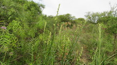 Baccharis phyteumoides