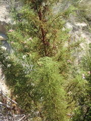 Pelargonium denticulatum