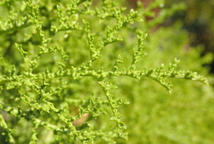 Pelargonium denticulatum