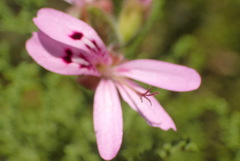 Pelargonium denticulatum