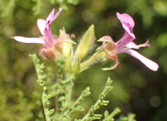 Pelargonium denticulatum