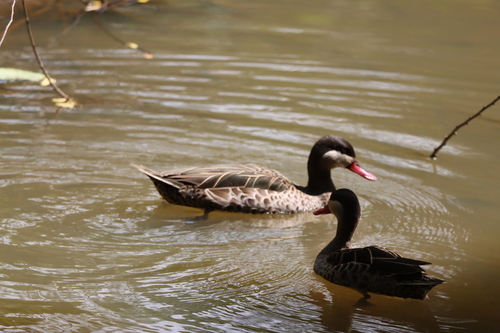 Red-billed Teal (Anas erythrorhyncha), photo 6