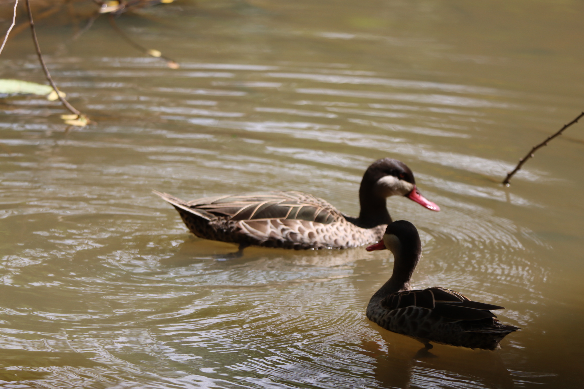 Red-billed Teal (Anas erythrorhyncha), photo 6