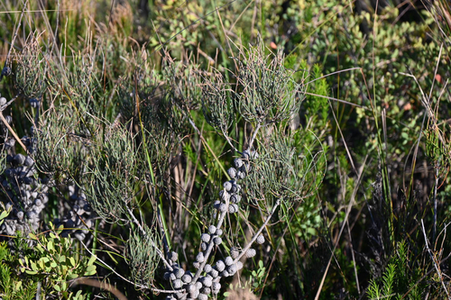 Allocasuarina paludosa, photograph 6
