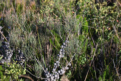 Allocasuarina paludosa, photograph (c) Bryce Watts-Parker, some rights reserved (CC BY)