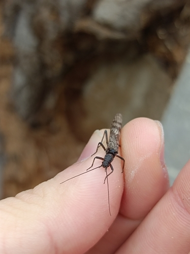 Brachyptera braueri