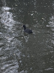 Fulica atra