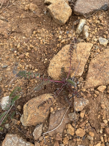 howell's horkelia (Horkelia howellii)