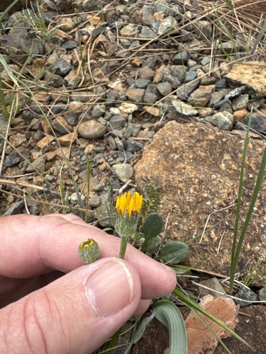 serpentine groundsel (Packera hesperia)