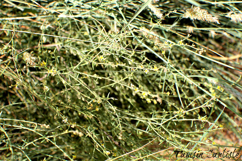 Dipterygium
