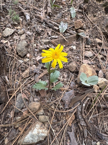 Serpentine arnica (Arnica cernua)