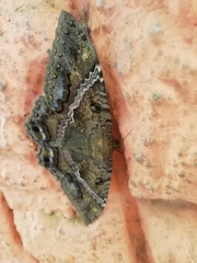 Ascalapha odorata