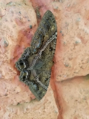Ascalapha odorata