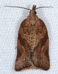 Pandemis pyrusana