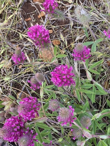 Trifolium purpureum purpureum