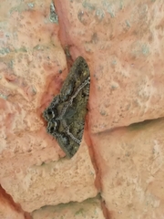 Ascalapha odorata