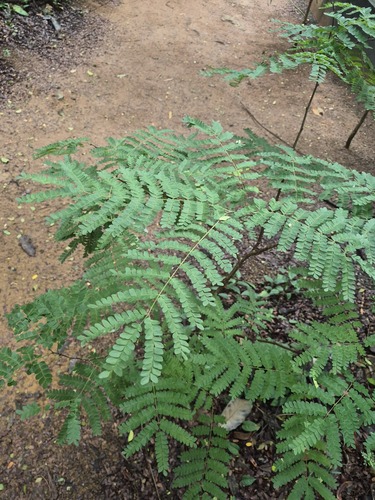 Cenostigma pluviosum, photograph 6