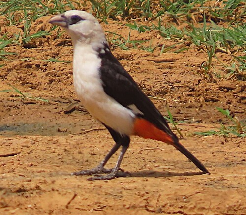 White-headed Buffalo Weaver (Dinemellia dinemelli), photo 4