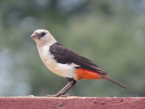 White-headed Buffalo Weaver (Dinemellia dinemelli), photo 3