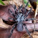 Halonoproctid Trapdoor Spiders - Photo (c) Leila Dasher, some rights reserved (CC BY)